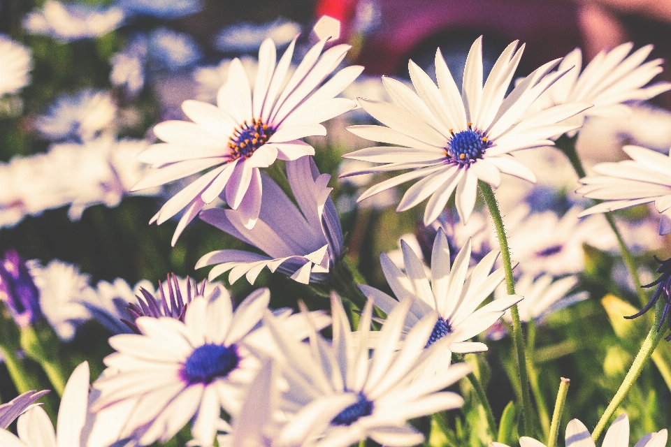 Blüte anlage blume blütenblatt