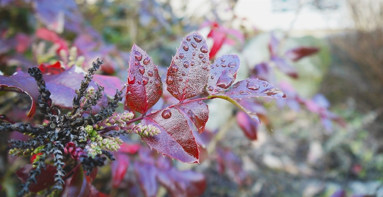 Tree nature branch blossom Photo