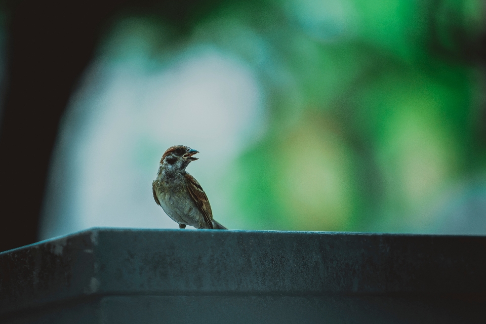 自然 鳥 羽 動物