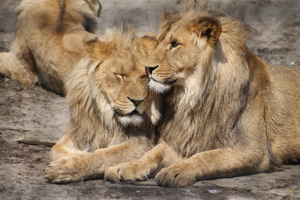 Adventure animal wildlife zoo Photo