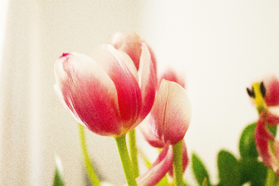 Blüte anlage blume blütenblatt