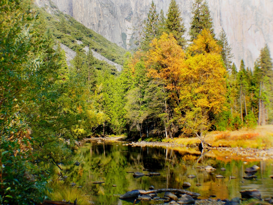 Landscape tree nature forest