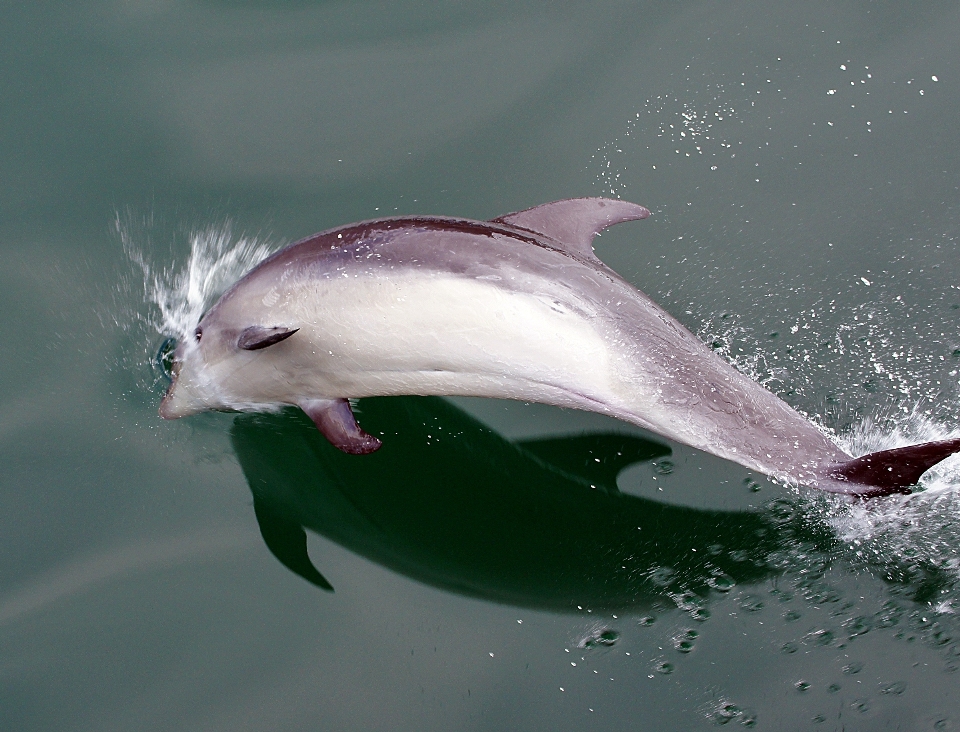 海 水 海洋 野生動物