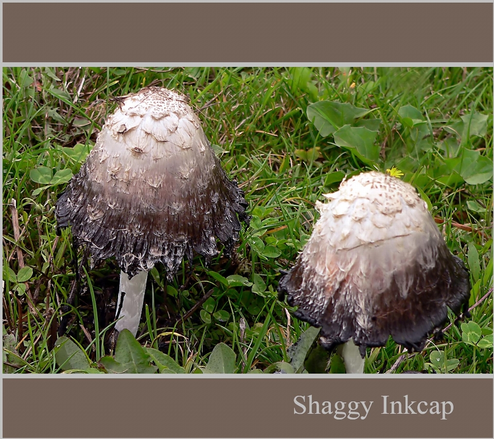 Soil botany mushroom flora