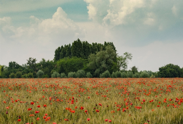 Ağaç çimen bulut bitki Fotoğraf