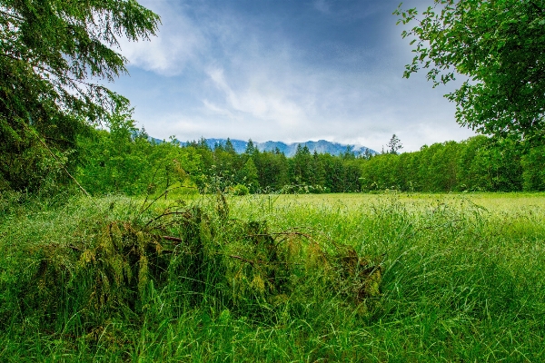 Landscape tree nature forest Photo