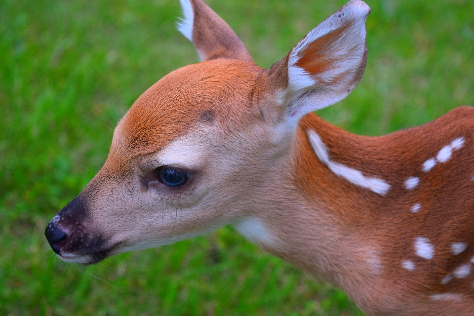 Satwa margasatwa rusa bulu