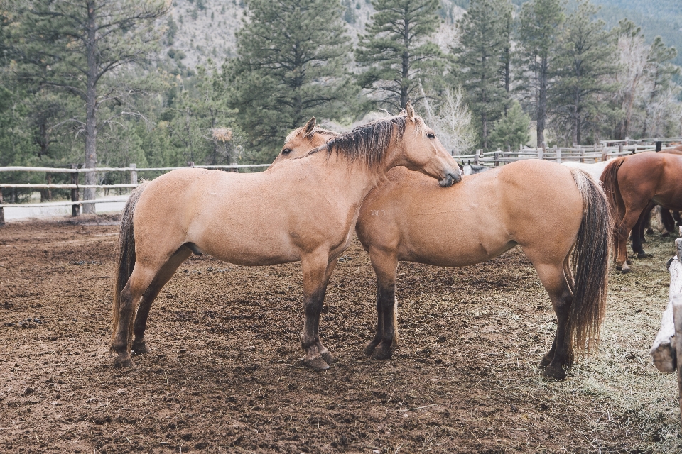 Animal rural pasture ranch