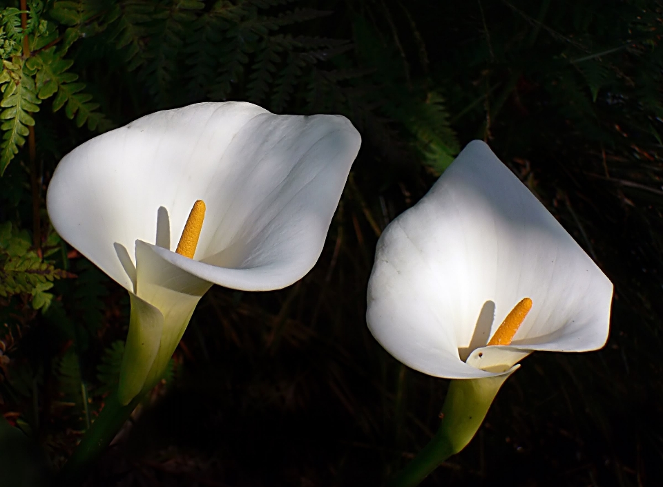 Natur licht anlage weiss