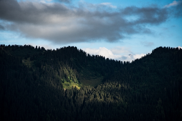 Landscape tree nature forest Photo