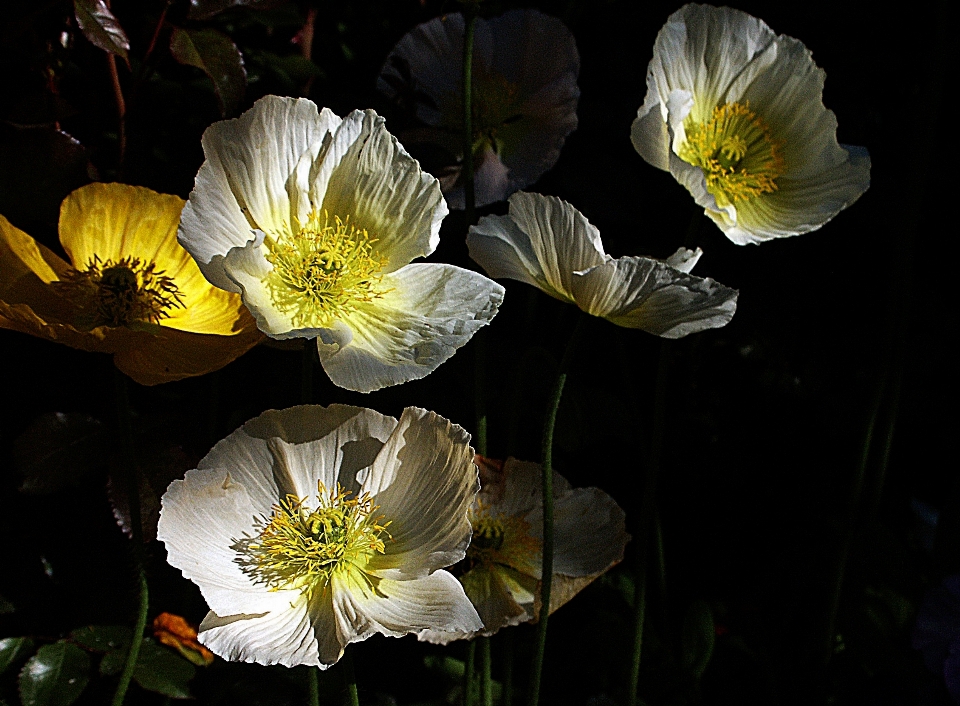 Natura fiore pianta luce del sole