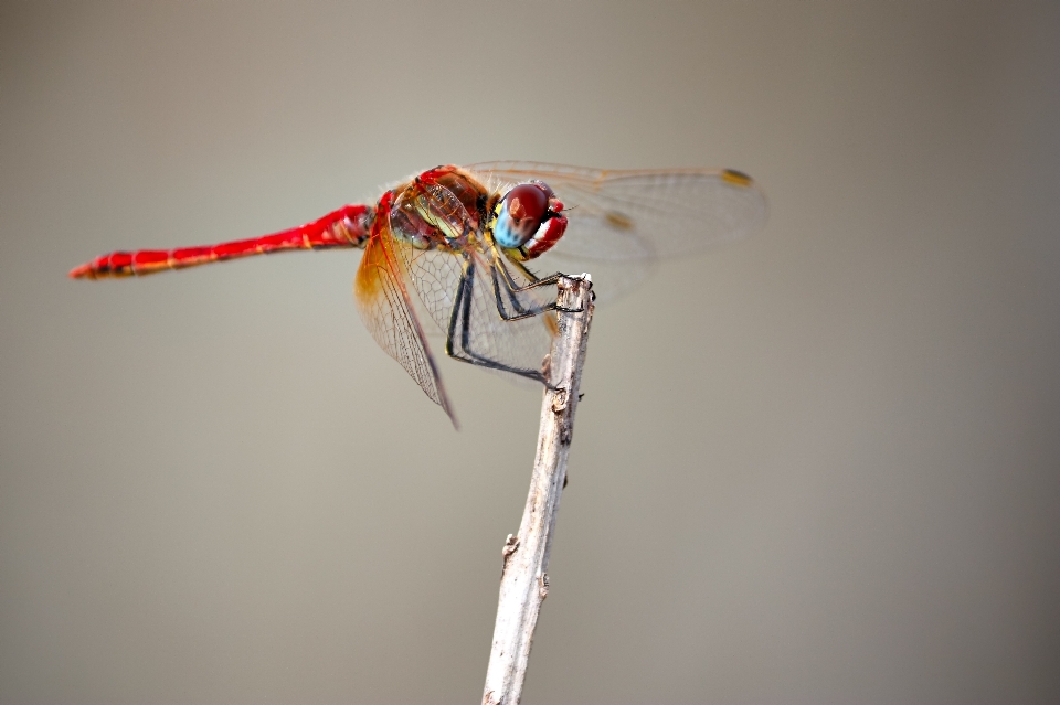 Wing red insect bug