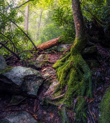 Tree nature forest rock Photo