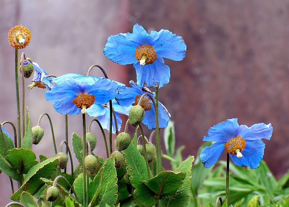 Nature blossom plant flower