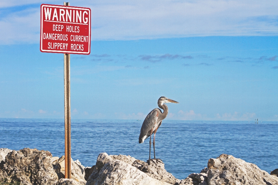 Pantai laut pesisir burung