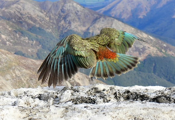 Photo Nature neige oiseau aile