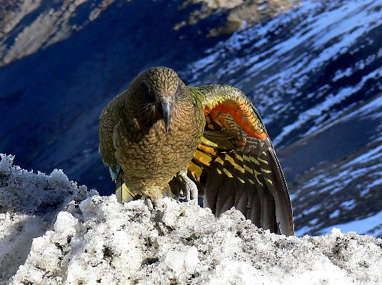 Nature snow winter bird Photo