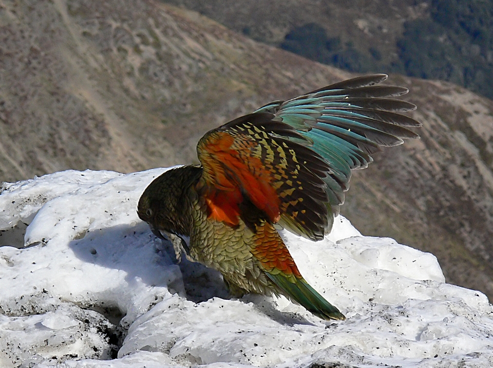 Nature neige oiseau aile