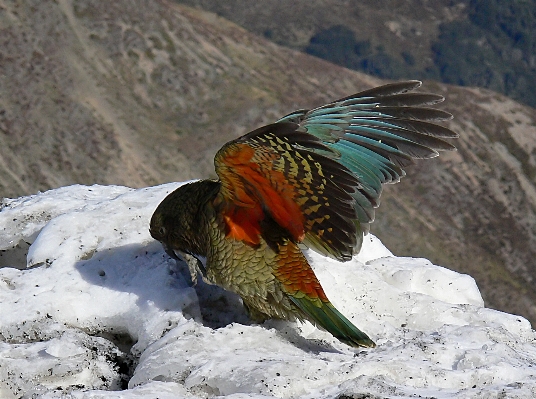 Nature snow bird wing Photo