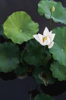 Foto Acqua pianta foglia fiore