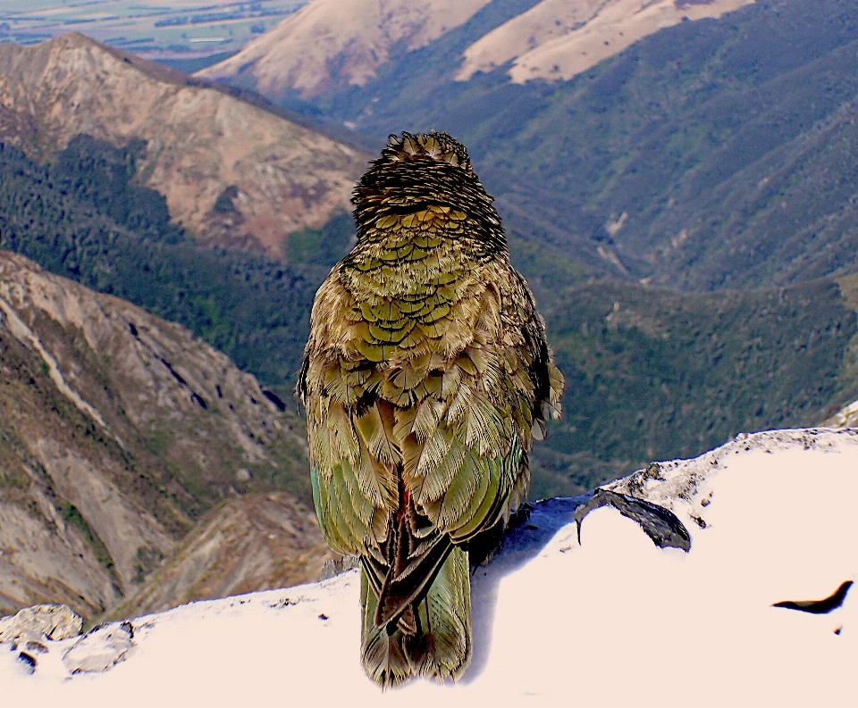 Natura nevicare uccello catena montuosa
