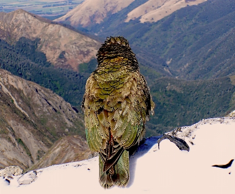 Photo Nature neige oiseau chaîne de montagnes
