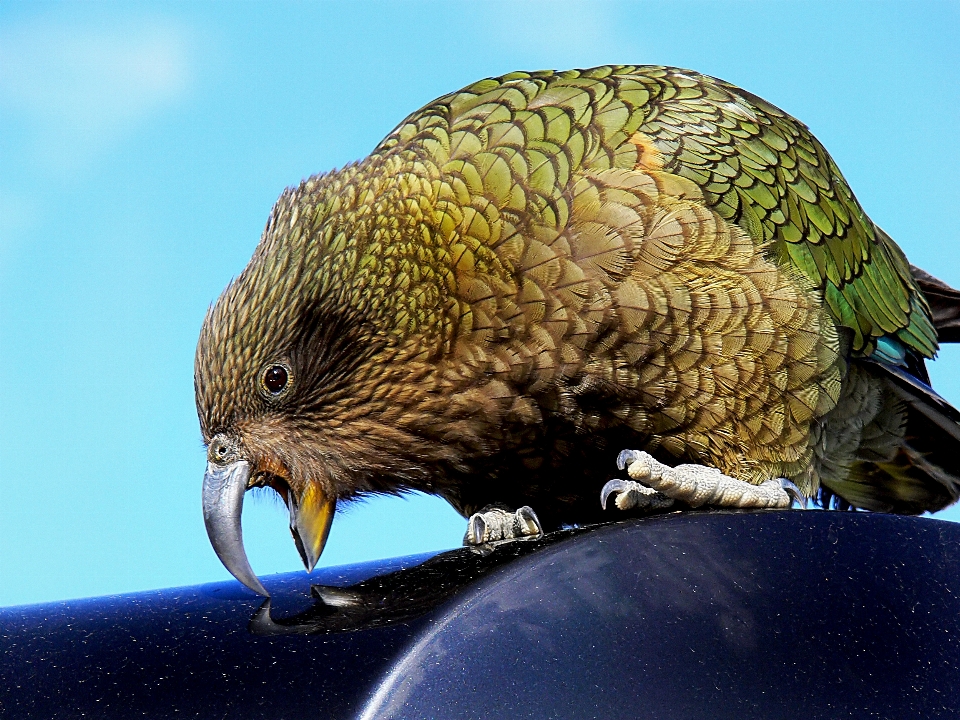 Neige oiseau faune le bec