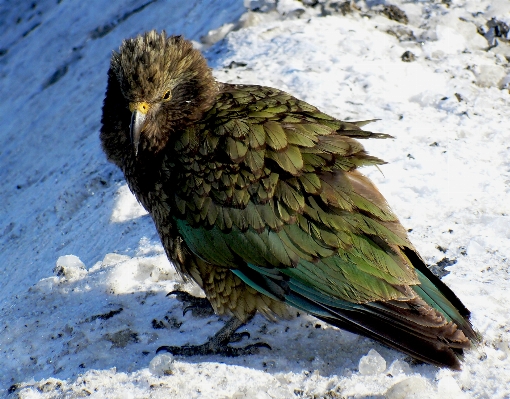 Photo Nature neige oiseau aile