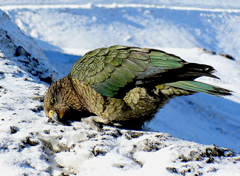 Alam salju musim dingin burung