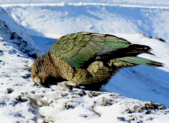 Nature snow winter bird Photo