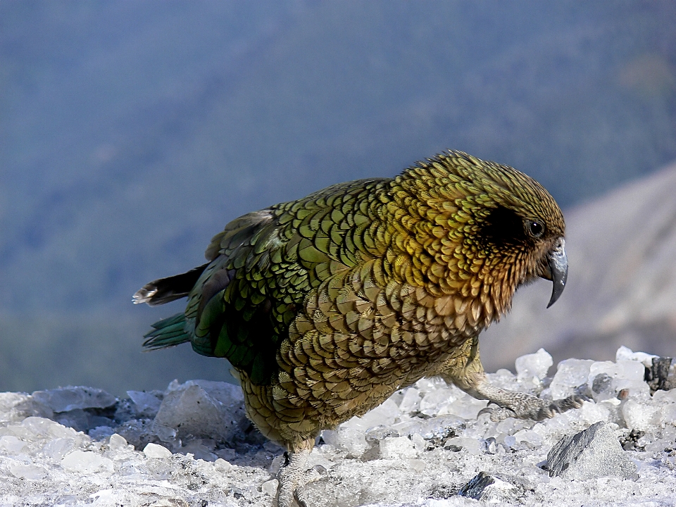 Nature neige hiver oiseau