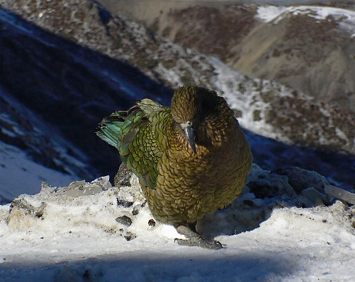 Photo Nature neige oiseau faune