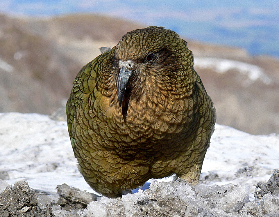 Nature snow bird wildlife