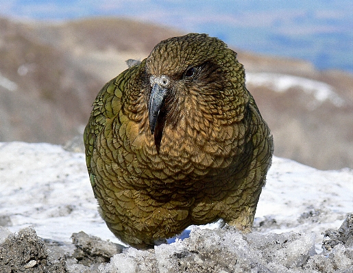 Photo Nature neige oiseau faune