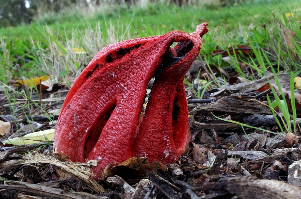 Nature leaf flower red Photo