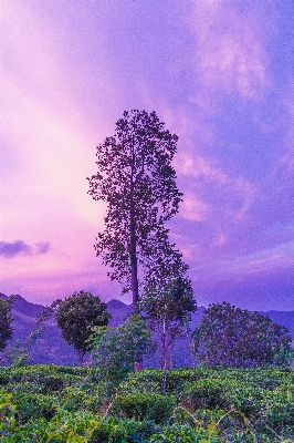 風景 木 自然 草 写真