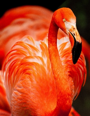 Bird red beak pink Photo