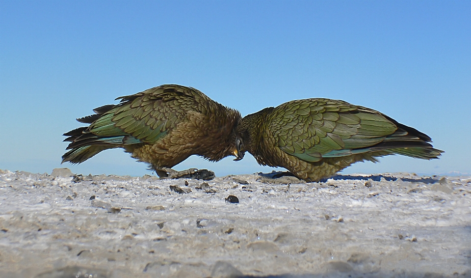 雪 鳥 羽 野生動物