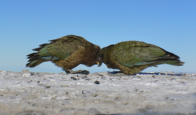 Photo Neige oiseau aile faune