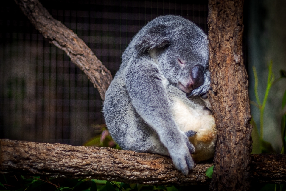 Animal animais selvagens jardim zoológico mamífero