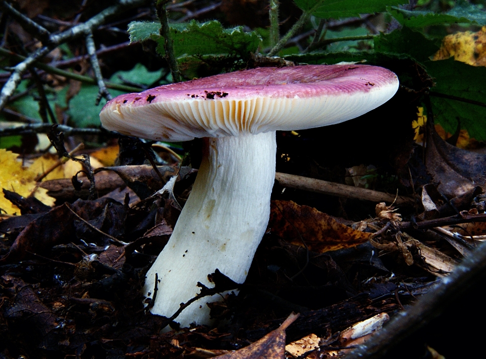 Nature forêt automne champignon