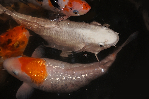 Foto Laranja biologia peixe vertebrado
