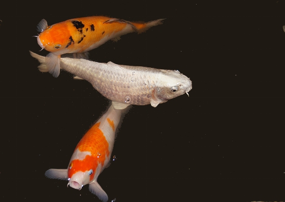 Orange fish koicarp goldfish Photo