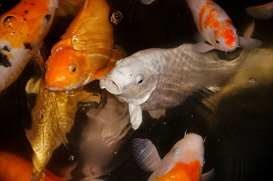 Orange fish koicarp goldfish