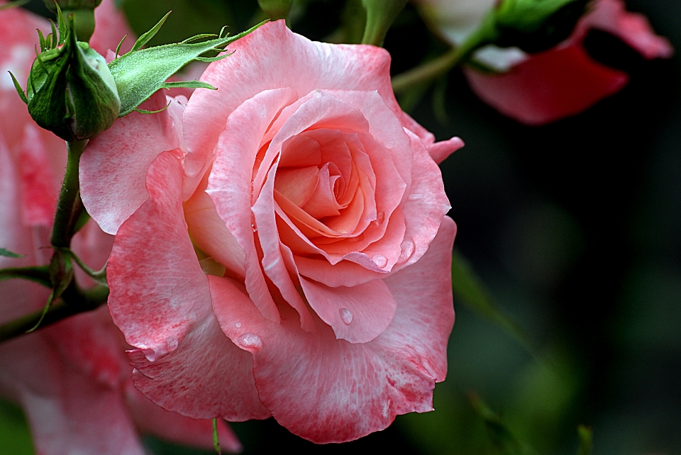 花 植物 花弁 薔薇