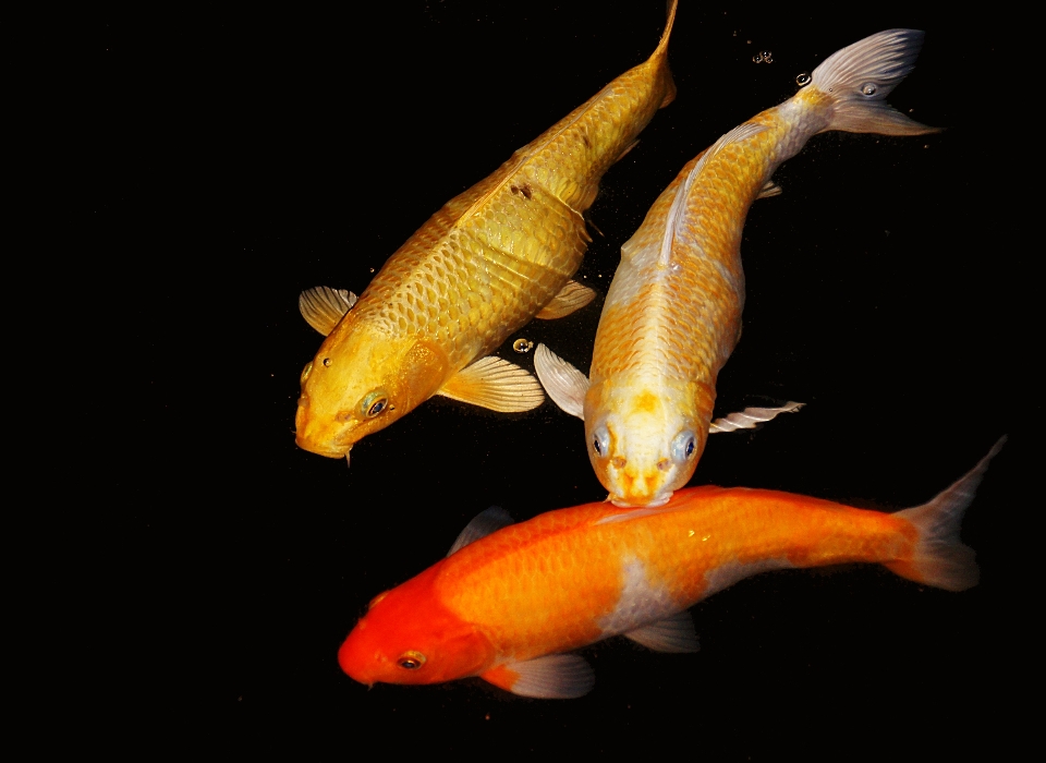 Orange fish koicarp goldfish