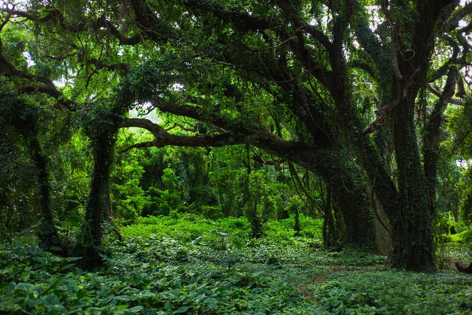 árvore floresta filial plantar