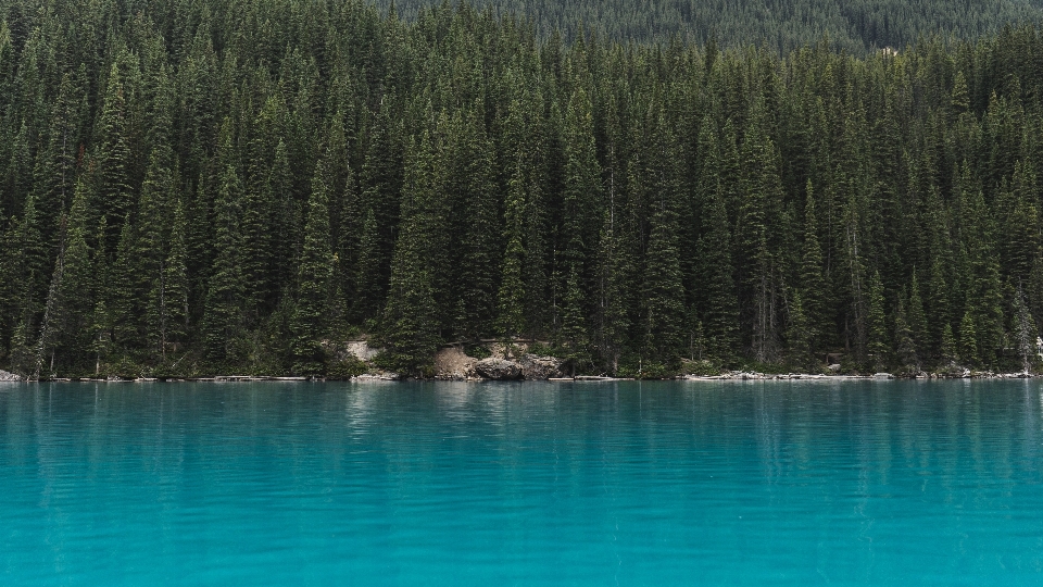 Albero acqua foresta montagna