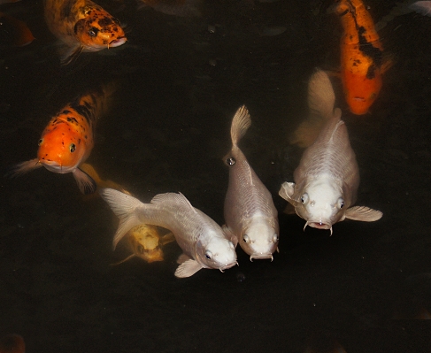 Foto Laranja peixe koicarpo
 peixinho dourado
