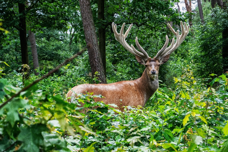 木 森 動物 野生動物